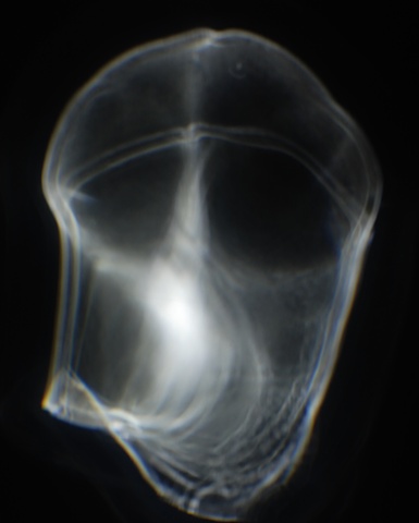 Jellyfish Projection Still