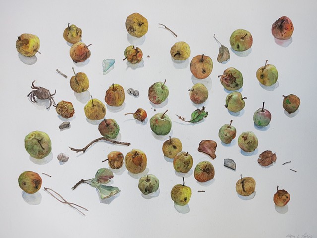 Mary Aro, Fallen Apples, watercolor, Deer Isle, Maine, Stonington, Blue Hill