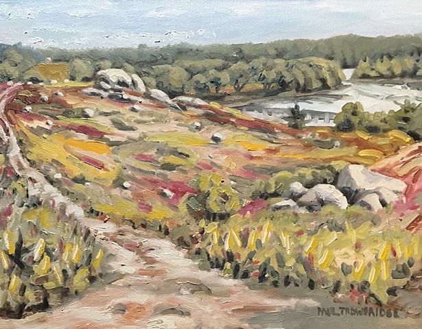 Saltpond Blueberry Barrens #4