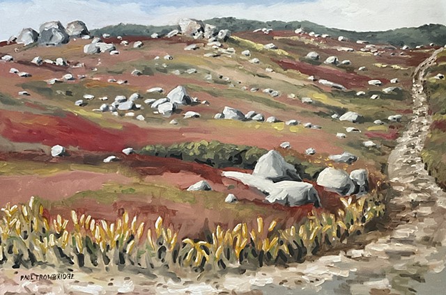 Saltpond Blueberry Barrens #6