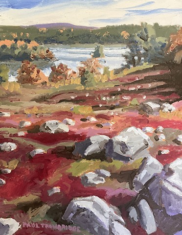 Saltpond Blueberry Barrens #2