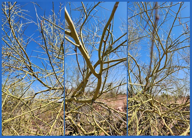 Cactus Stick Panels