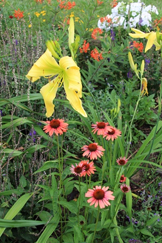 Spider Miracle and Echinacea