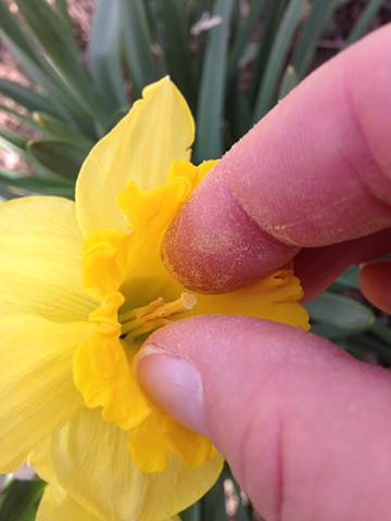 Harvesting Daffodil Pollen