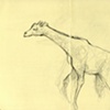 Zoo Sketches II
