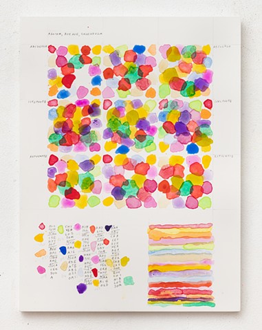 ALLIUM BORAGE CALENDULA