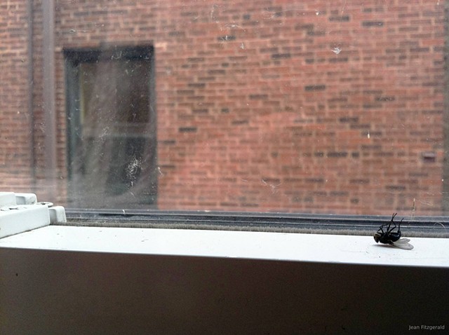 Fly Rest