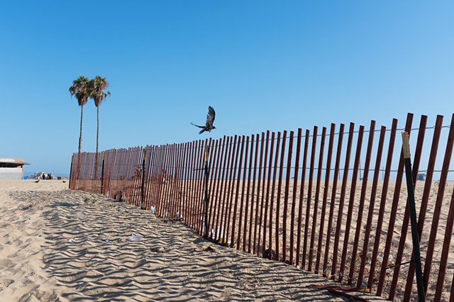 Crow, Sand Fence, Santa Monica Beach