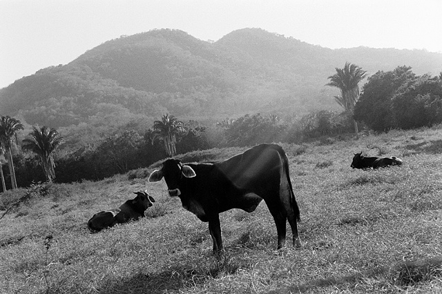 Vacas, Manzanillo, Mexico