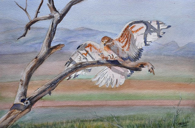 Bird of Prey - Ferruginous Hawk