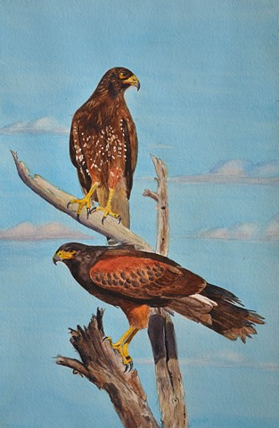 Birds of Prey - Harris's Hawks