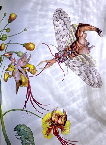 dominique paul, Insects of Suriname, Maria Sibylla Merian, collage, male body as object, biotech, genetic engineering