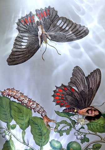 dominique paul, Insects of Suriname, Maria Sibylla Merian, collage, male body as object, biotech, genetic engineering