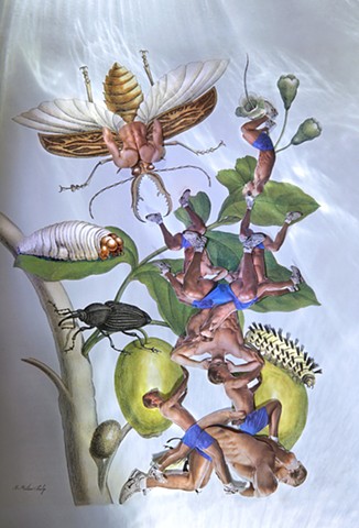 dominique paul, Insects of Suriname, Maria Sibylla Merian, collage, male body as object, biotech, genetic engineering