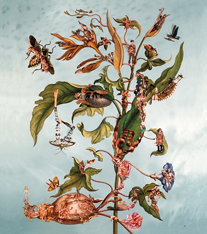 Dominique Paul, Merian, photography, collage, environment, male body, transformation, metamorphosis