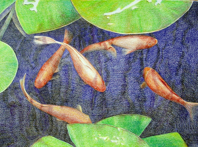 Koi, waterlilies, pond, pencil drawing