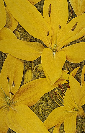 Flowers, Lilies, yellow, colored pencil drawing
