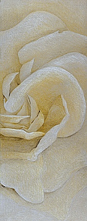 floral abstract, rose, white, colored pencil  Prismacolor drawing close-up of a white rose on beige Canson paper.