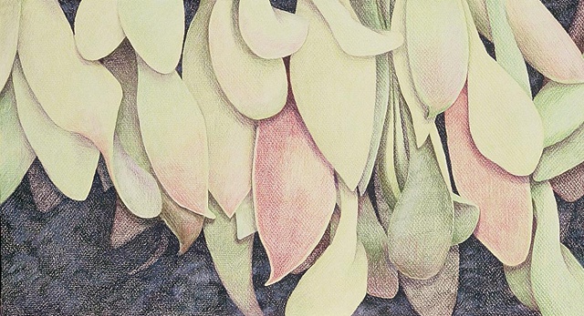 Colored pencil drawing of seeds, from nature 