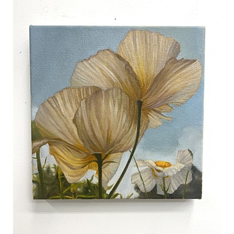 poppy