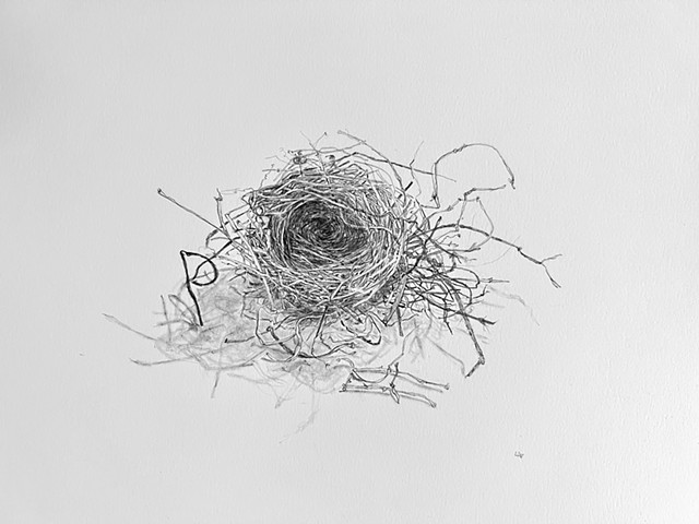 Lydia's Chipping Sparrow nest