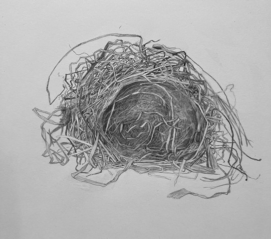 Ash near Picnic Table 2