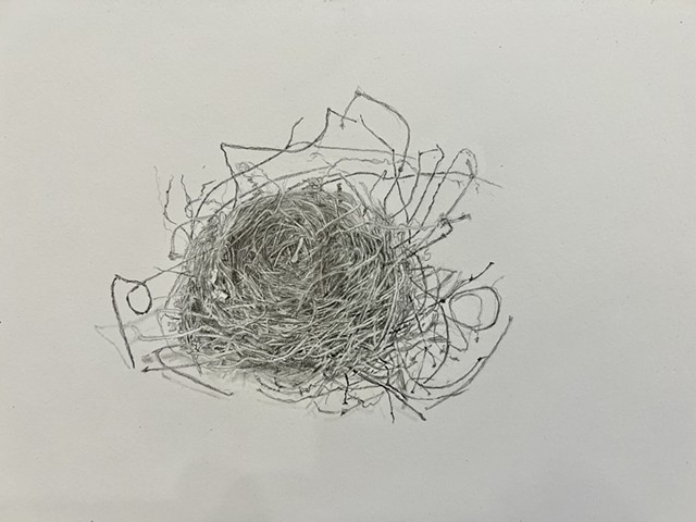Lydia's Chipping Sparrow nest 2