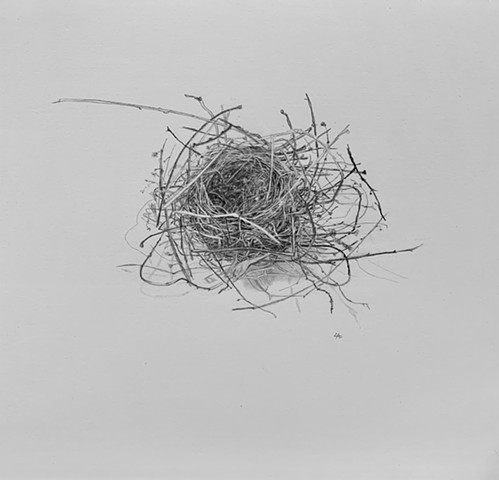 Bird Nests