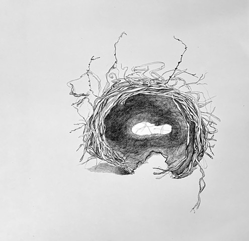 From Climbing Hydrangea