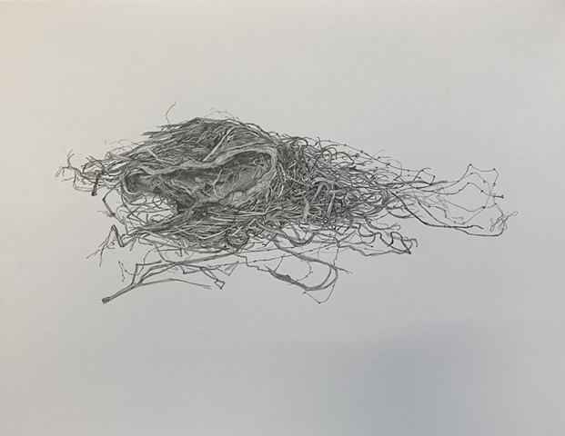 From the Great Black Walnuts