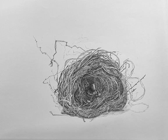 Pear Tree  ( wrongly named Apple Near Shed)