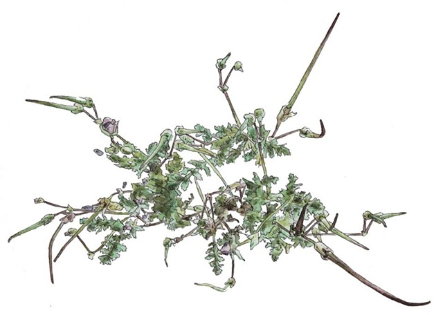 Erodium Cicutarium 