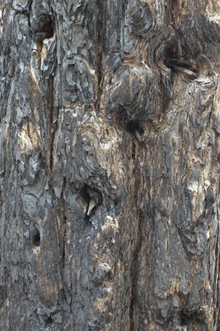 Tree Bark #6