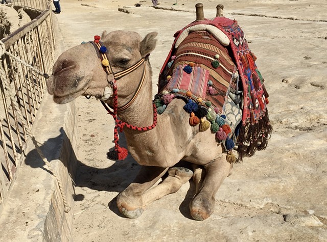 Desert Transportation, Egypt