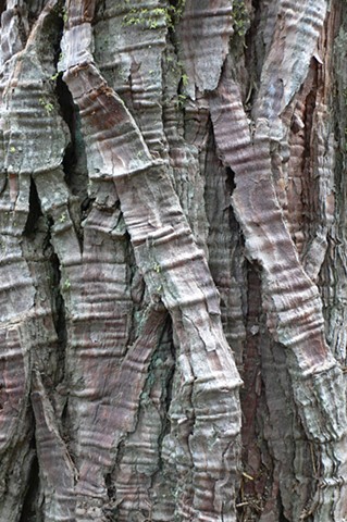 Tree Bark #1