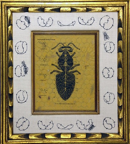 Bee, neonicotinoids, dance