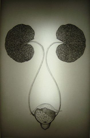 botanical, transparencies, Laurie Rousseau