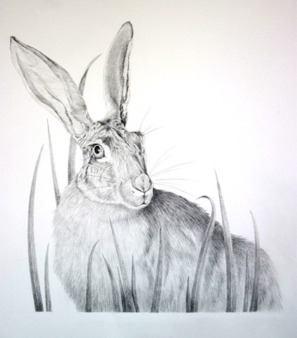 "Hare"  or Jack Rabbit in the Grass

Collection of Trace Rule