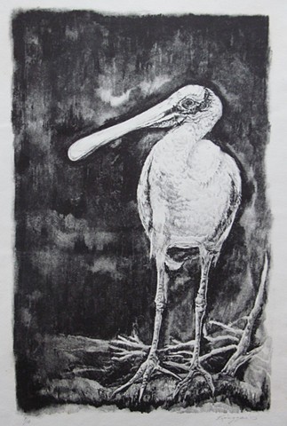 Spoonbill

Collection of M. Hupfel