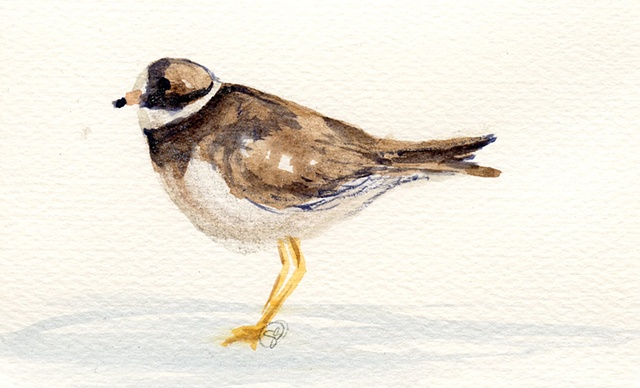plover card