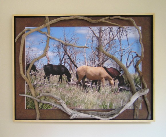 Herd at Mesa Verde