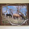Herd at Mesa Verde