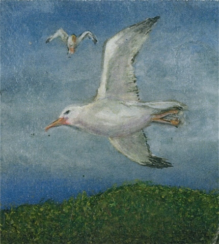 Seagull Detail