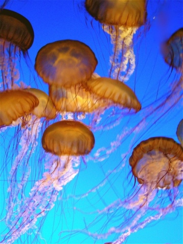 Sea Nettles