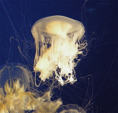 Moon Jelly