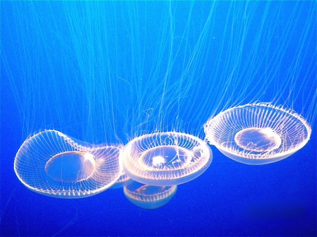 Jellies