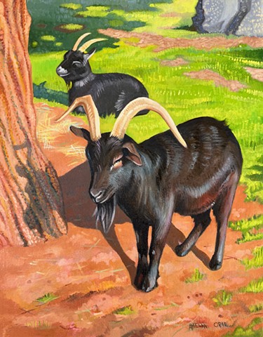 The Belmont Goats Sunbathing