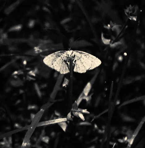 mothflower