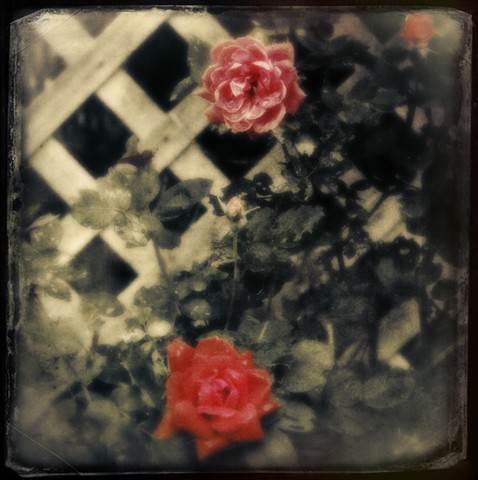 june roses