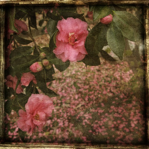 camellia for patricia